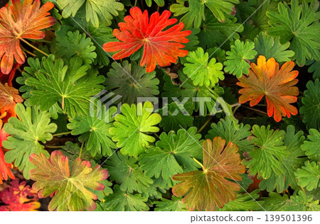Red and Green leaves of Geranium Macrorrhizum rock cranesbill texture background. Red and Green leaves of Geranium Macrorrhizum rock cranesbill texture background. 139501396