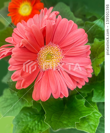 Beautiful Pink gerbera daisy flower in the garden. Beautiful Pink gerbera daisy flower in the garden. 139501398