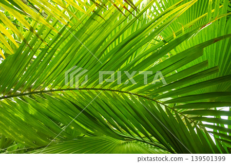 Abstract Green palm leaf textures, natural green background. 139501399