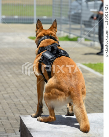 Guard dogs at Japan Air Self-Defense Force bases Guard dogs at Japan Air Self-Defense Force bases 139501428