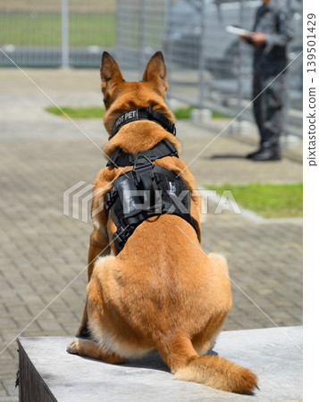 日本航空自衛隊基地的警犬 日本航空自衛隊基地的警犬 139501429