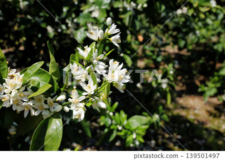 白橘花 白橘花 139501497