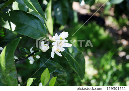 白橘花 白橘花 139501531