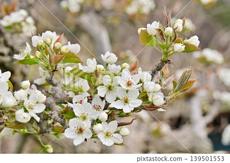 White pear blossoms White pear blossoms 139501553