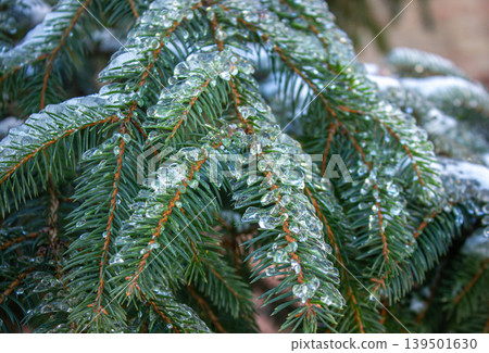 The Green Needles of the Spruce are covered with a transparent crust of ice background. The Green Needles of the Spruce are covered with a transparent crust of ice background. 139501630