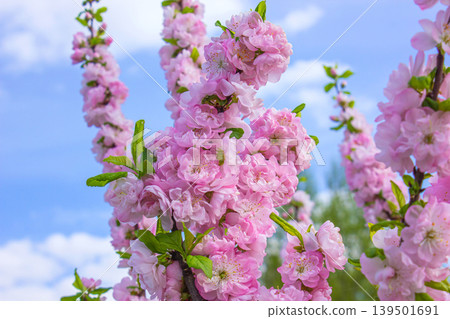 Branches of Pink blooming flowers Louiseania triloba, Prunus triloba, Amygdalus triloba in the spring garden. Blossoming tree over blue sky background. Branches of Pink blooming flowers Louiseania triloba, Prunus triloba, Amygdalus triloba in the spring garden. Blossoming tree over blue sky background. 139501691