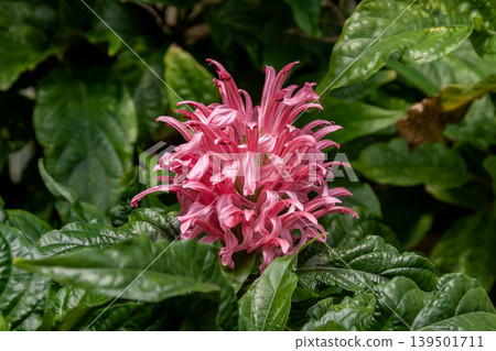 It is called Sangobana (coral flower) because the shape of the inflorescence resembles coral. It is called Sangobana (coral flower) because the shape of the inflorescence resembles coral. 139501711