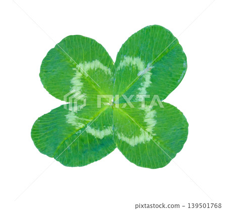 Four-leaf Clover isolated on white background, St. Patrick's Day symbol isolated on white background with clipping path. Four-leaf Clover isolated on white background, St. Patrick's Day symbol isolated on white background with clipping path. 139501768