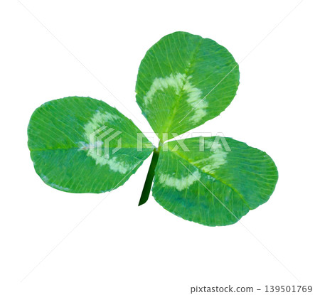 A Shamrock Three leafed clover, trifolium plant isolated on white background with clipping path. A Shamrock Three leafed clover, trifolium plant isolated on white background with clipping path. 139501769