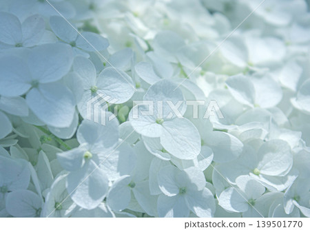 Close-up Beautiful White Hydrangea flowers textured background. Cloud Dancer - color of year 2026. Close-up Beautiful White Hydrangea flowers textured background. Cloud Dancer - color of year 2026. 139501770