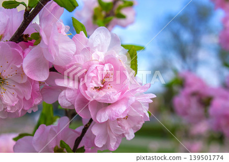 Close-up Pink flowers of Prunus Triloba Flowering Plum, Flowering Almond, Louiseania . Branch With Pink Flower. Spring Rose Cherry Blossom background. Close-up Pink flowers of Prunus Triloba Flowering Plum, Flowering Almond, Louiseania . Branch With Pink Flower. Spring Rose Cherry Blossom background. 139501774