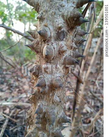 thorny bark of a tree, shalmali bombax ceiba thorny bark of a tree, shalmali bombax ceiba 139501801