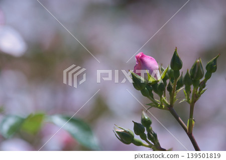 一朵玫瑰的芽 139501819
