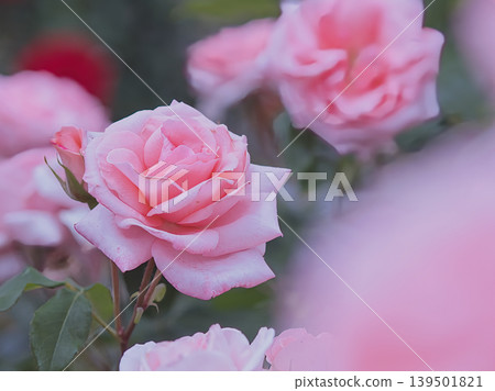 Beautiful pink roses Beautiful pink roses 139501821