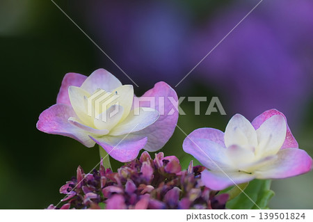 Lily purple hydrangea 139501824