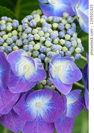 Hydrangea blooming in the rainy season 139501825