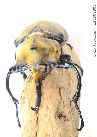 Elaphas elephant beetle on a tree against a white background Elaphas elephant beetle on a tree against a white background 139501905