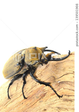Elaphas elephant beetle on a tree against a white background Elaphas elephant beetle on a tree against a white background 139501908