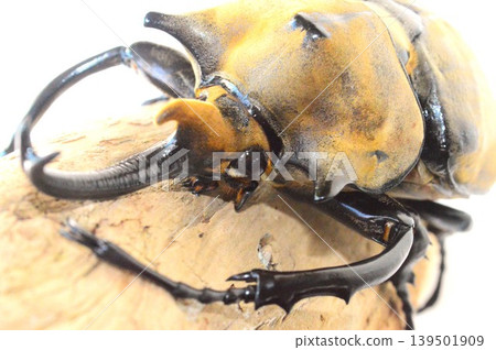 Elaphas elephant beetle on a tree against a white background Elaphas elephant beetle on a tree against a white background 139501909
