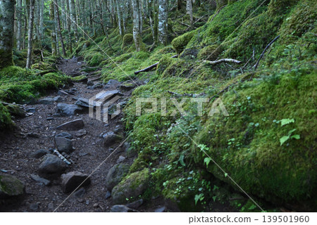 Mt. Akadake and Yatsugatake Mountain Climbing, Nagano Prefecture, Yamanashi Prefecture 139501960