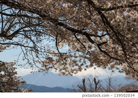 從高尾山頂看到的富士山和櫻花 139502034