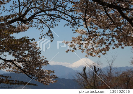 從高尾山頂看到的富士山和櫻花 139502036