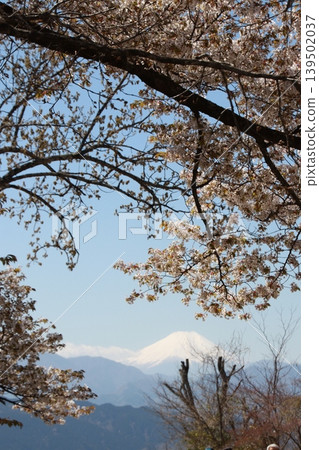 Mt. Fuji and cherry blossoms seen from the top of Mt. Takao 139502037
