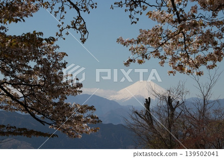 從高尾山頂看到的富士山和櫻花 139502041