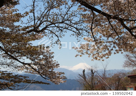 從高尾山頂看到的富士山和櫻花 139502042