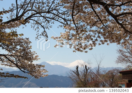 從高尾山頂看到的富士山和櫻花 139502043