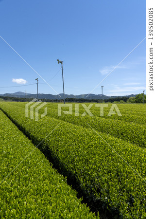 新茶季期間,茶園留白處是五月的天空。 新茶季期間,茶園留白處是五月的天空。 139502085
