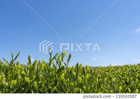 Copy space of a tea field during the new tea season and the May sky. Copy space of a tea field during the new tea season and the May sky. 139502087