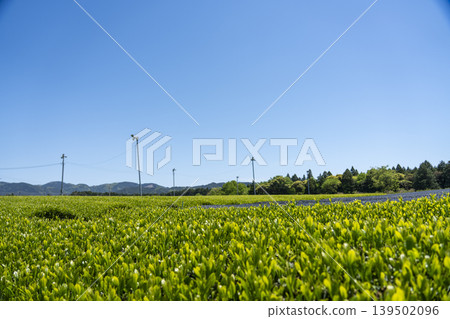 Copy space of a tea field during the new tea season and the May sky. Copy space of a tea field during the new tea season and the May sky. 139502096