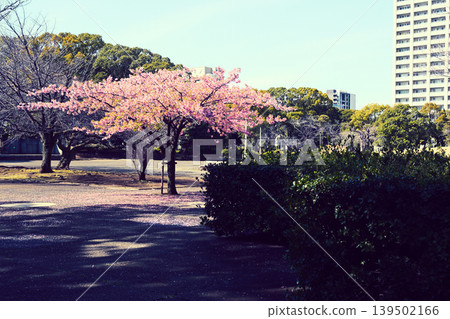 春天的千葉港公園 春天的千葉港公園 139502166