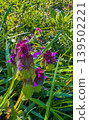 Purple flowers bloom among green grass in a sunny garden on a spring day 139502221