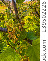 Yellow flowering plant in a garden during springtime in daylight hours 139502226
