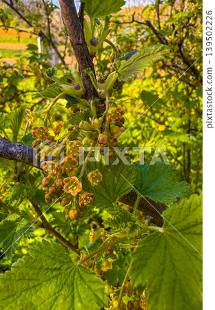 Yellow flowering plant in a garden during springtime in daylight hours Yellow flowering plant in a garden during springtime in daylight hours 139502226