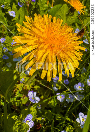 Yellow dandelion stands tall among small blue flowers in the garden Yellow dandelion stands tall among small blue flowers in the garden 139502228