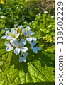 White flowers bloom in a green field during springtime 139502229