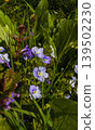 Colorful flowers and green plants grow in a sunny garden area during spring time 139502230