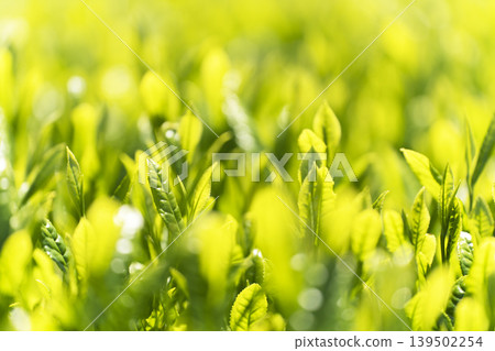 Fresh tea sprouts from the first harvest. Fresh tea sprouts from the first harvest. 139502254