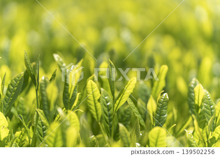 Fresh tea sprouts from the first harvest. Fresh tea sprouts from the first harvest. 139502256