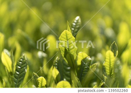 Fresh tea sprouts from the first harvest. Fresh tea sprouts from the first harvest. 139502260