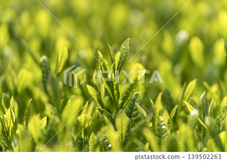 第一批採摘的新鮮茶芽。 第一批採摘的新鮮茶芽。 139502263