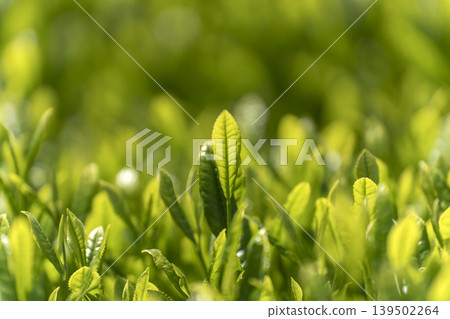Fresh tea sprouts from the first harvest. Fresh tea sprouts from the first harvest. 139502264