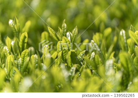 Fresh tea sprouts from the first harvest. Fresh tea sprouts from the first harvest. 139502265