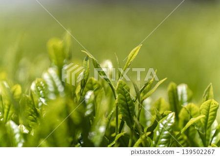 Fresh tea sprouts from the first harvest. Fresh tea sprouts from the first harvest. 139502267