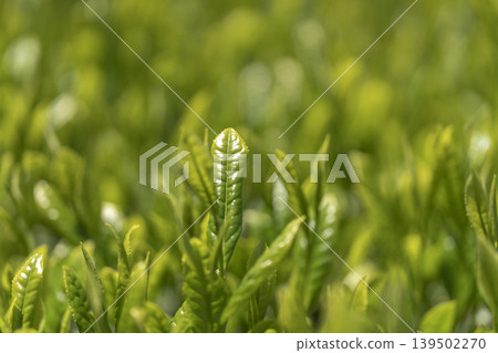 Fresh tea sprouts from the first harvest. Fresh tea sprouts from the first harvest. 139502270