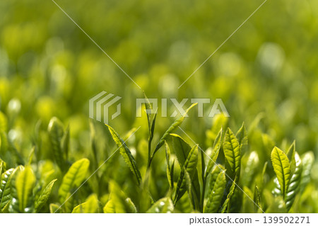 Fresh tea sprouts from the first harvest. Fresh tea sprouts from the first harvest. 139502271