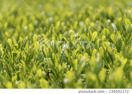 第一批採摘的新鮮茶芽。 139502272